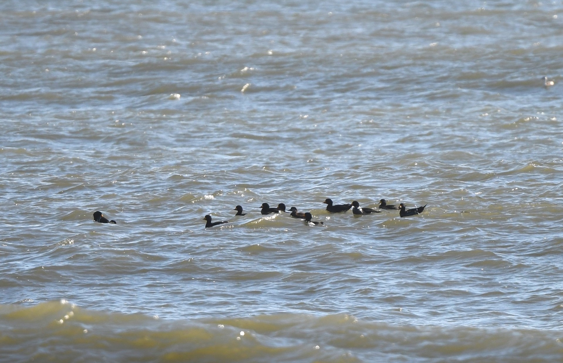 1000本以上 クロモ 在来種のアナカリス 阿蘇の湧水で育った日本の水草 水草